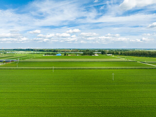 Fototapeta premium Peanut Field, Peanut plantation fields. Aerial photography