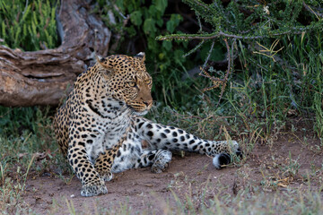 Leopard (Panthera Pardus) hanging around in Mashatu Game Reserve in the Tuli Block in Botswana