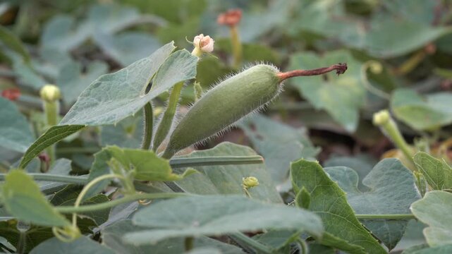 Close-Up Video of Fresh Pointed Gourd Growing on Vine &ndash; Green Pointed Gourd Growing in Vegetable Garden - 4K Agriculture Footage 