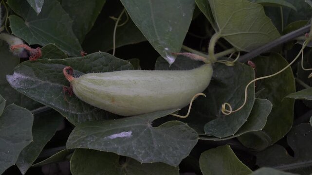 Close-Up Video of Fresh Pointed Gourd Growing on Vine &ndash; Green Pointed Gourd Growing in Vegetable Garden - 4K Agriculture Footage 
