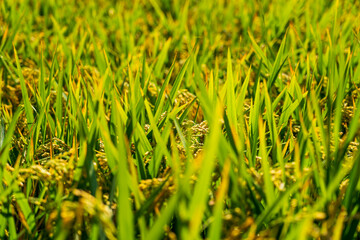 The rice fields are under the blue sky and white clouds