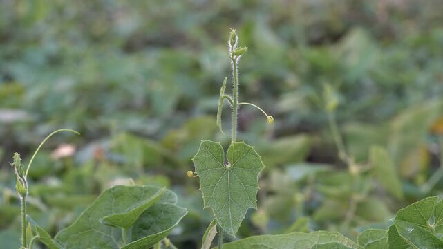 Close-Up of Young Pointed Gourd (Potol) Bud and Leaves on Vine &ndash; Tropical Farming Footage - Green Vine of Pointed Gourd Plant &ndash; New Bud and Leaves in Tropical Garden