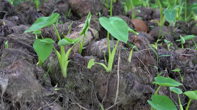 New Green Taro Plants Growing from Root Corm 4k video - Close-Up video of Young Taro Plant Sprouting from Corm in Rural Farmland