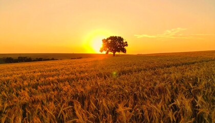 Golden wheat field with tree at sunset, rural landscape nature background