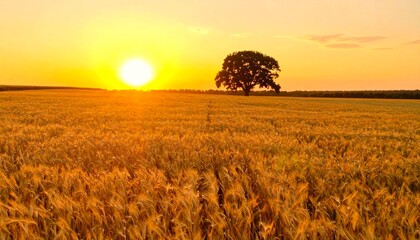 Golden wheat field with tree at sunset, rural landscape nature background