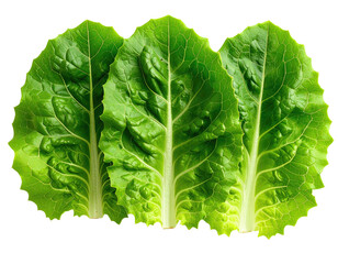 Close-up of three vibrant green lettuce leaves