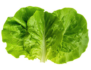 Close-up of two overlapping fresh green lettuce leaves