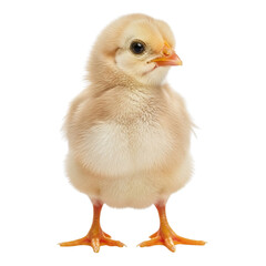 Adorable fluffy yellow chick standing on white background