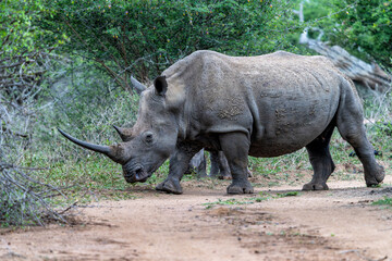 Obraz premium White rhinoceros (Ceratotherium simum) hanging around in Hlane National Park in Eswatini also known as Swaziland 