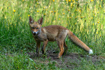 Young Red Fox (Vulpes vulpes) searching for food in the forest of Noord-Brabant in the Netherlands