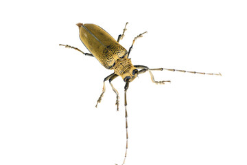 Sawyer, on a white background,Close-up pictures
