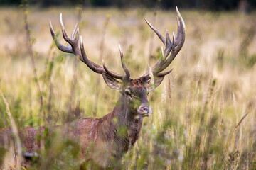 Close up red deer stag looking at camera