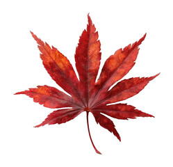 PNG Vibrant autumn maple leaf.