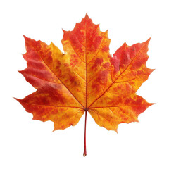 Fototapeta premium PNG Vibrant autumn maple leaf