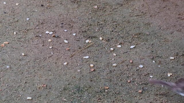A small sparrow is eating grains on the ground.작은 참새가 바닥에서 모이를 먹고있습니다.