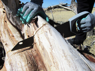 A man cutting down a tree with a saw. Natural life.