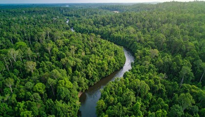 Beautiful Aerial Drone Photography Capturing Forest Wilderness and River in Pristine Nature Surrounded by Greenery and Dense Trees