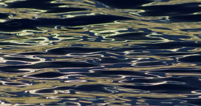 fish swimming in the water
