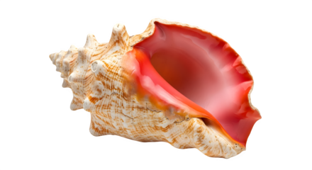 A conch shell isolated on transparent background, revealing its intricate details and pink interior, perfect for coastal decor and marine life enthusiasts
