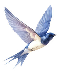 PNG Swallow swallow illustration watercolor.