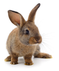 Young brown rabbit isolated on white background