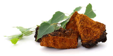 Birch chaga mushroom with birch leaves isolated on white background