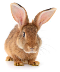 Obraz premium Brown rabbit isolated on white background close up