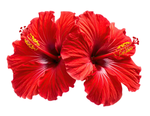 Two vibrant red hibiscus flowers, close-up, isolated against black background (1)