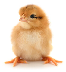 Obraz premium Cute fluffy chick isolated on white background