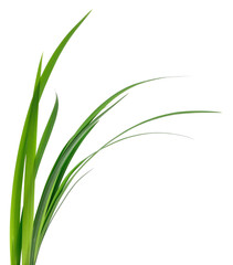 Green plant leaves isolated on white background