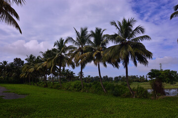 Obraz premium Coconut palm trees with green landscape and blue sky in Bangladesh