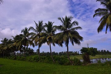 Obraz premium Coconut palm trees with green landscape and blue sky in Bangladesh