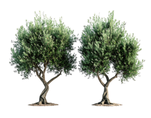 Two olive trees, full and lush, stand side-by-side against a black background