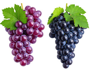 Two bunches of grapes, one deep red, the other dark blue-purple, hanging from stems with leaves