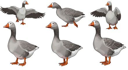 Grey geese collection