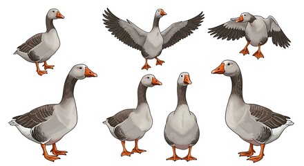Grey goose illustration set