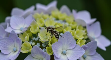 Hoverfly on hydrangea blossom