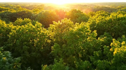 Slow aerial drone shot capturing a vibrant forest canopy at sunrise with golden light filtering through the trees landscape, establishing, high - Powered by Adobe