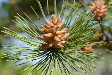 pinus thunbergii, pine, japanese, black, pine, tree, conifer, evergreen, korea, korean, asia, coast, seaside, beach, dune, windbreak, forestry, resin, bark, dark, stiff, needle, gray, bud, forest, woo