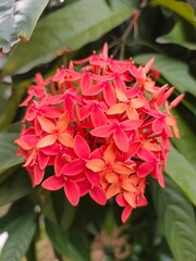 Brilliant Red Ixora Clusters in Bloom Exotic Ixora Flowers: Tropical Garden Delight