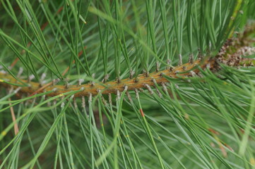 pinus thunbergii, pine, japanese, black, pine, tree, conifer, evergreen, korea, korean, asia, coast, seaside, beach, dune, windbreak, forestry, resin, bark, dark, stiff, needle, gray, bud, forest, woo