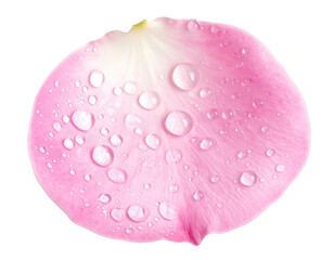 Close-up of a single, pink rose petal, covered in water droplets