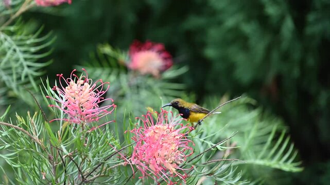 Close-up of a tropical bird perched on a pink exotic flower, feeding on nectar in the wild. Colorful nature, and tropical habitat.