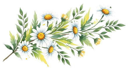 Watercolor illustration of a daisy flowers bouquet with green leaves isolated PNG with Transparent Background