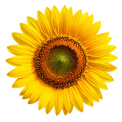Bright Naturalistic Sunflower Close Up Isolated on Black Background Botanical