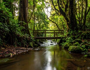 Obraz premium Tranquil Forest Stream with Wooden Bridge.
