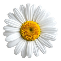 Clean Detailed Close Up Daisy Flower Bloom Isolated Single Object