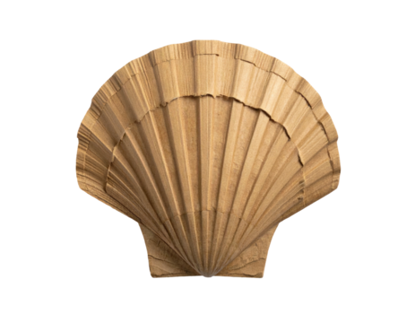 Close-up of a light beige scallop shell, smooth and symmetrical, radiating fan-like ribs