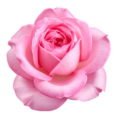 Isolated Close-up Fresh Pink Rose Flower Head with Black Background