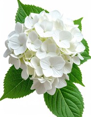 A cluster of pristine white hydrangea blossoms, nestled amongst vibrant green leaves, isolated on a pure white background